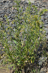 green moss on the ground