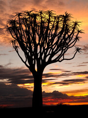 Quiver tree forest at sunset, Namibia, Africa.