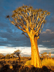 Quiver tree forest at sunset, Namibia, Africa.