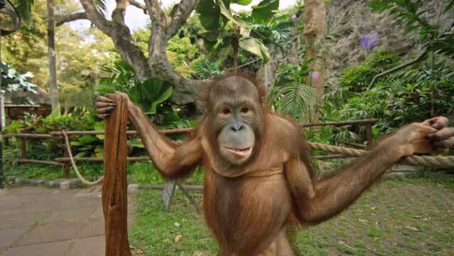 Adorable orangutan at Bali zoo