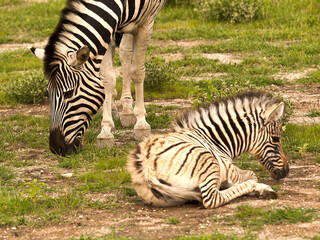 Zebra and baby, Namibia, Africa.
