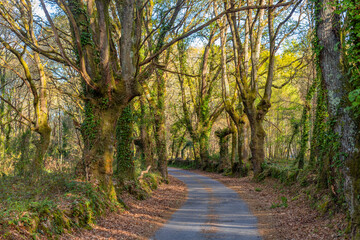 Fototapeta premium The road in the Camino de Santiago