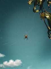 spider and web - obrazy, fototapety, plakaty