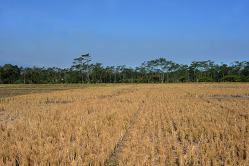 Rice in rice fields that has turned yellow is ready to be harvested and can be processed into rice