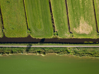 aerial shot of water at the surfplas manmade lake in Reeuwijkse plassen has turned green from algae bloom in summer. Cycle path separates wetland from agricultural farming polders on sunny summer day - obrazy, fototapety, plakaty