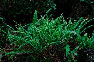 Fern leaves grow up in forest
