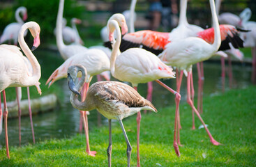 Rare wild animals raised in open zoos in their natural environment.