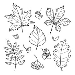 Autumn leaves collection. Hand drawn black and white line sketch isolated on white background. Vector illustration
