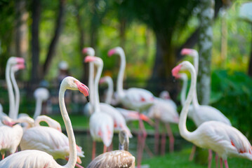 Rare wild animals raised in open zoos in their natural environment.