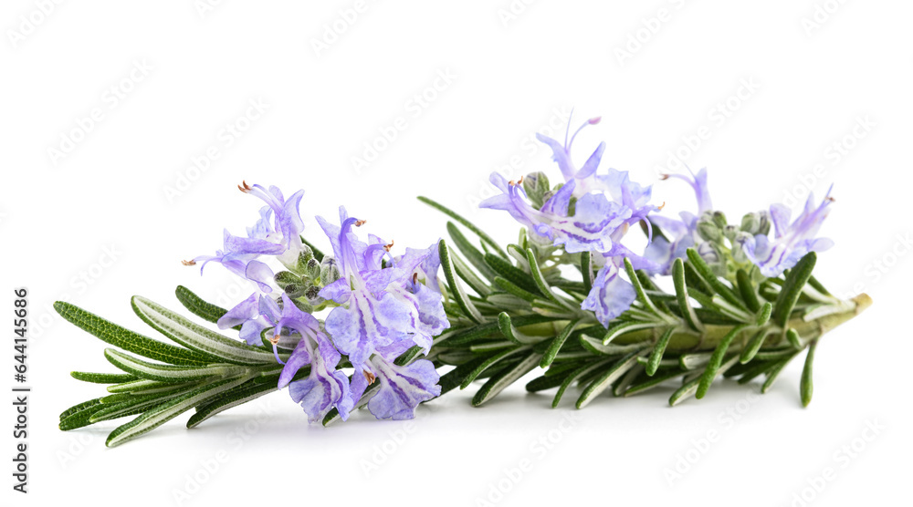 Wall mural Rosemary sprig  in  flower