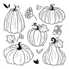 Collection of hand drawn black and white pumpkins vector illustrations. Plants sketches. Perfect for recipes, menu, label, icon, packaging. Vintage pumpkins outlines. Botanical set