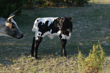 Hybrid vigor of crossbred beef calf on farm with cow in Texas field.
