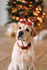 A funny portrait of a happy face of a domestic Labrador dog with red Christmas trees on his head looks into the camera against the background of a decorated room on a holiday in December at home.