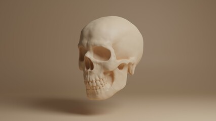 Skull 3d illustration. Man skull isolated. Concept art background image