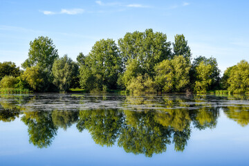 Scenic view of a lake with reflections of trees and plants