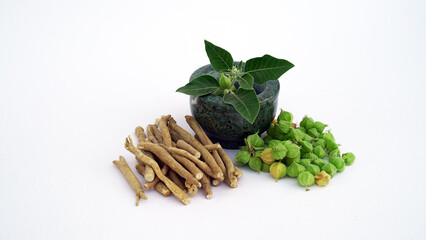 Ashwagandha Dry Root Medicinal Herb with Fresh Leaves, Poison Gooseberry, or Winter Cherry