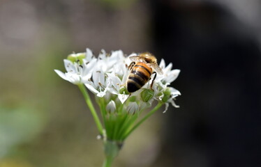 Biene auf einer Schnittknoblauch-Blüte