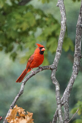 Northern Cardinal in Branch, Male call
