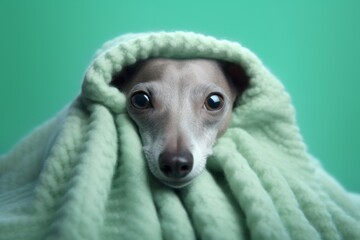 Photography in the style of pensive portraiture of a funny italian greyhound dog wearing a thermal blanket against a spearmint green background. With generative AI technology