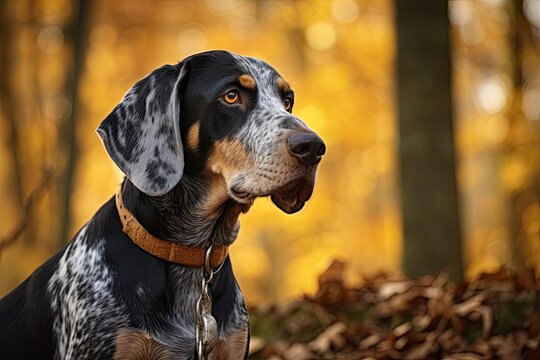 koliko je coonhound inteligentan