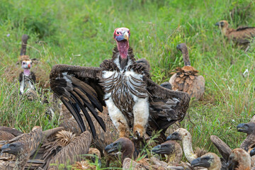 Portrait of a Lappet-faced Vulture or Nubian vulture (Torgos tracheliotos) standing dominant between other vultures in Kruger National Park in South Africa