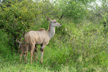 Mother and a small baby Greater Kudu (Tragelaphus strepsiceros) walking around in the Kruger National Park in South Africa