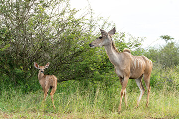 Mother and a small baby Greater Kudu (Tragelaphus strepsiceros) walking around in the Kruger National Park in South Africa