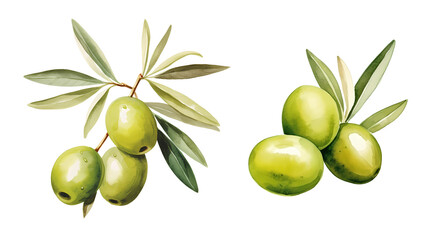 watercolor olives isolated on white background