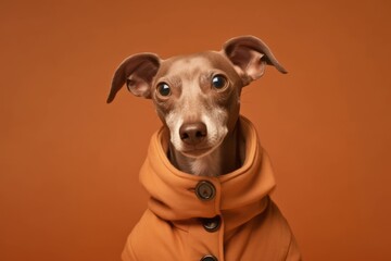 Medium shot portrait photography of a funny italian greyhound dog wearing a sherpa coat against a copper brown background. With generative AI technology