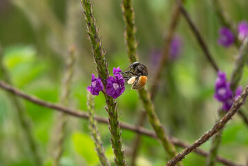 anthophila bee, Cartago Costa Rica