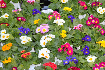 prime flower pots for sale in flower market in spring
