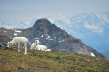 Dall Sheep in Alaskan Mountains