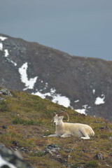 Dall Sheep in Alaskan Mountains
