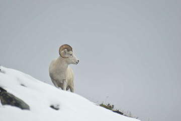 Dall sheep in the snow