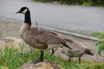 Geese next to road