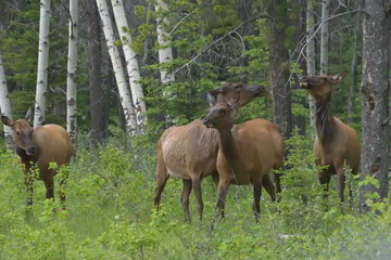 Naklejka na ściany i meble Group of elk