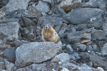 Marmot