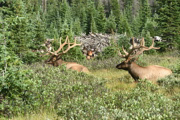 Elk in Rocky Mountain National Park 