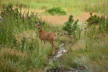 Naklejka na ściany i meble Deer at a stream