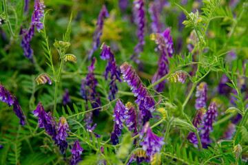 Obraz premium detail of hairy vetch growing in the field