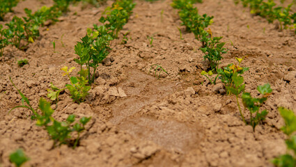 parsley growing in the field in straight rows