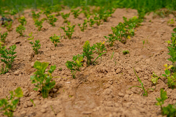 parsley growing in the field in straight rows