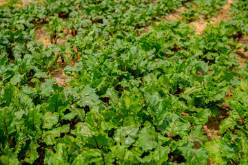 beetroot growing in the field in straight rows