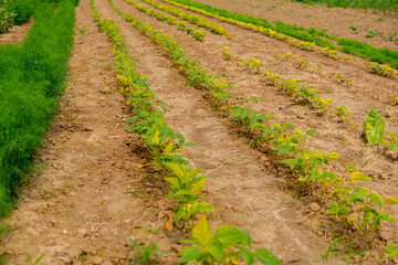 string bean growing in the field in straight rows