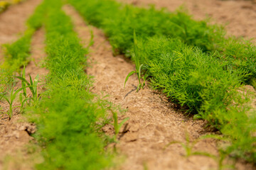 fennel growing in the field in straight rows