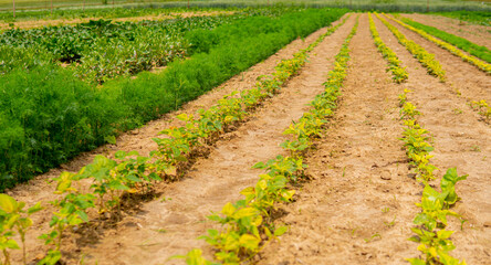 Fototapeta na wymiar variety of vegetables growing in the field in straight rows