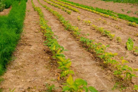 string bean growing in the field in straight rows