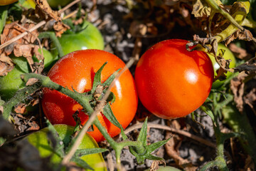 Harvest of red tomatoes. Red tomato. Branch of ripe tomatoes close-up. Unpicked tomatoes