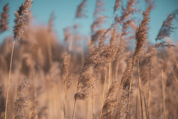 A field of fluffy dry grass against a turquoise sky in winter.