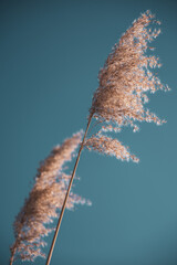 Beautiful fluffy dry grass against a turquoise sky in winter.